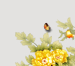 牡丹花