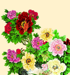 牡丹花
