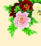 牡丹花