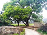 香樟树