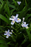 鸢尾花