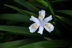 蝴蝶花