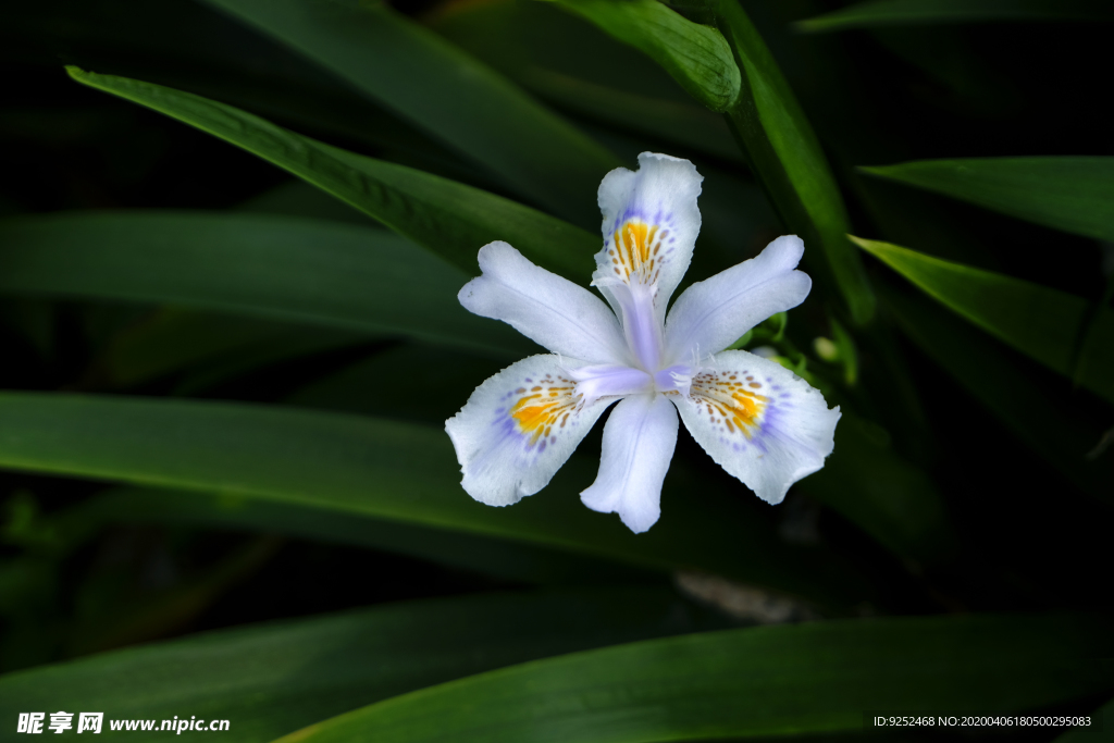 蝴蝶花