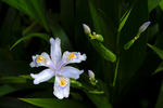蝴蝶花