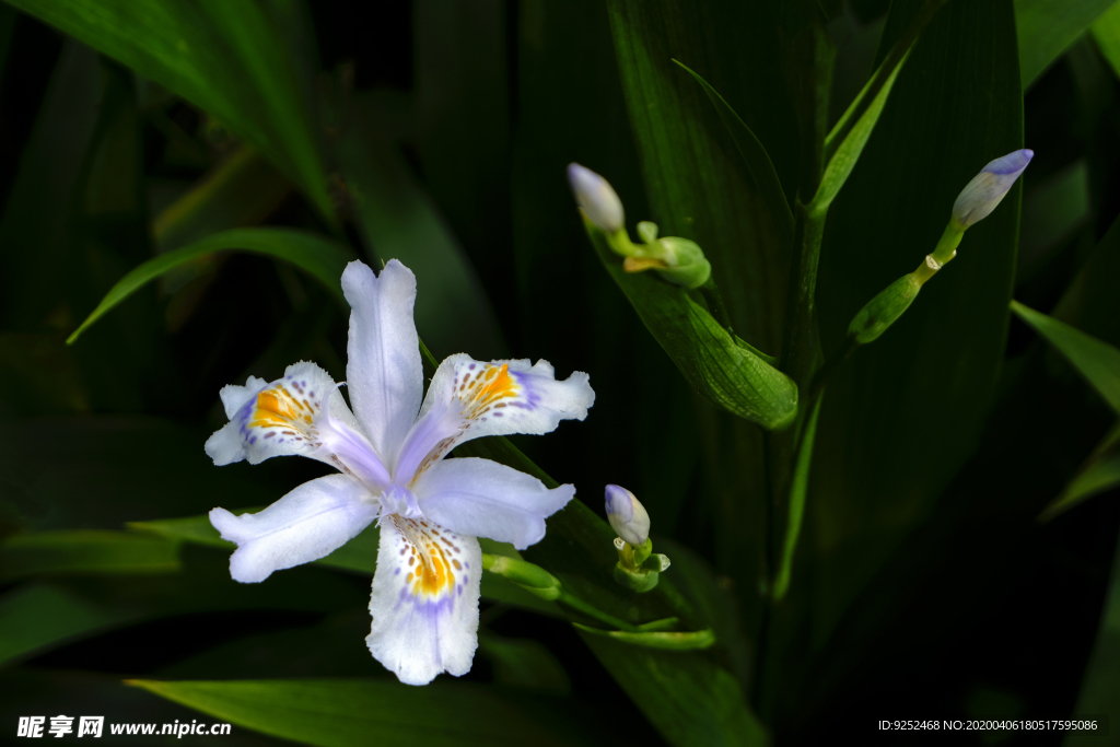 蝴蝶花