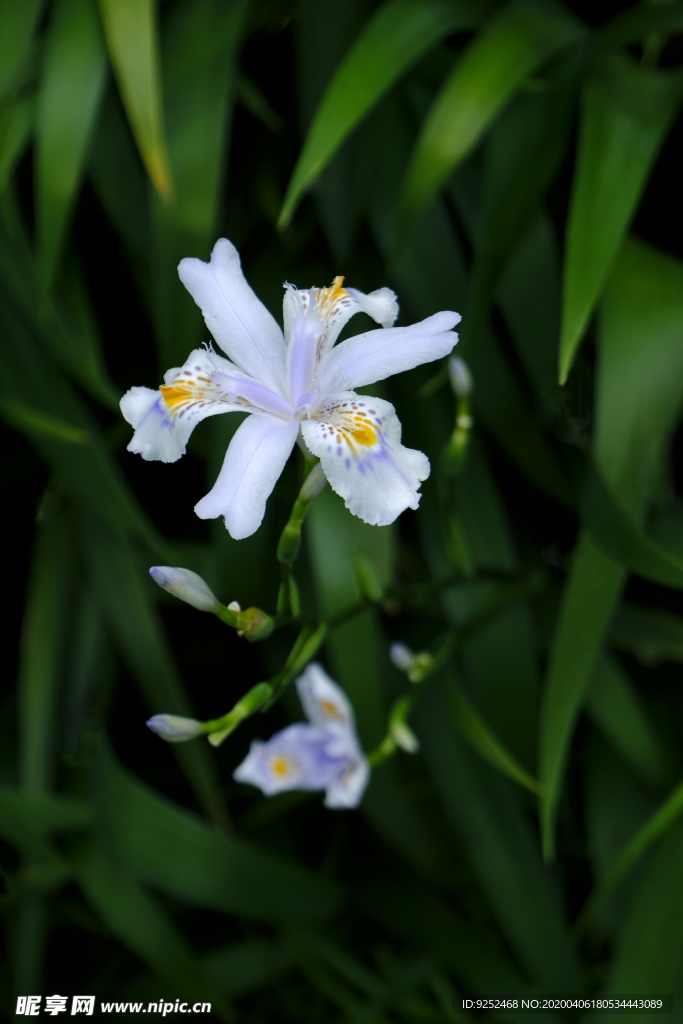 鸢尾花