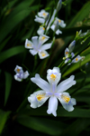 蝴蝶花