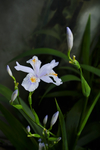 蝴蝶花