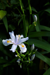蝴蝶花