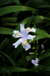 蝴蝶花