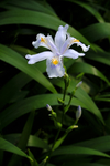 鸢尾花