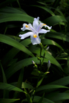 蝴蝶花