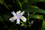 鸢尾花