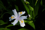 蝴蝶花