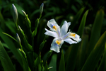 鸢尾花