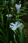 蝴蝶花