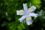 蝴蝶花