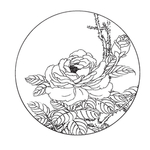 玫瑰