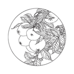 苹果