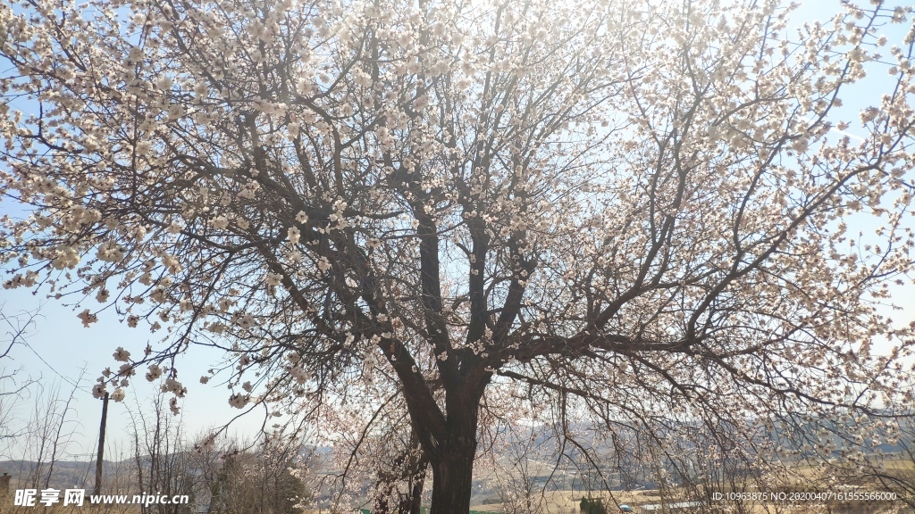 梨树