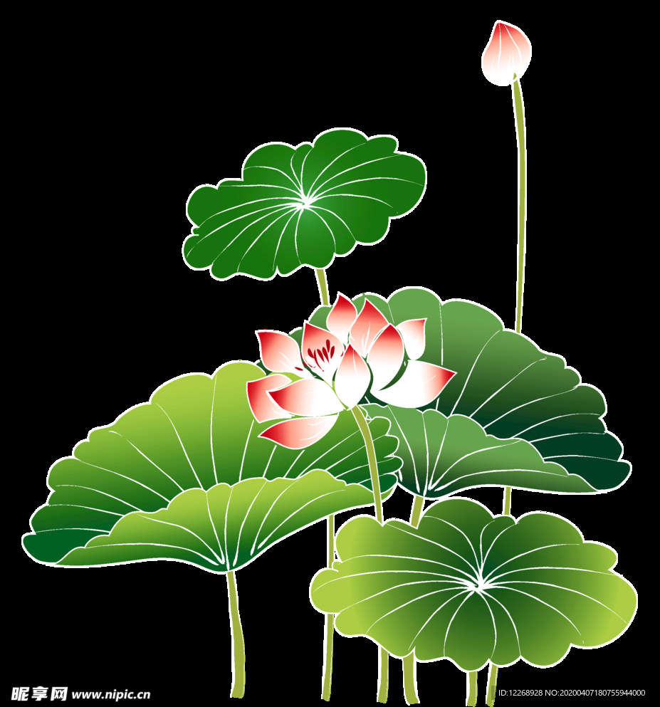 荷花素材