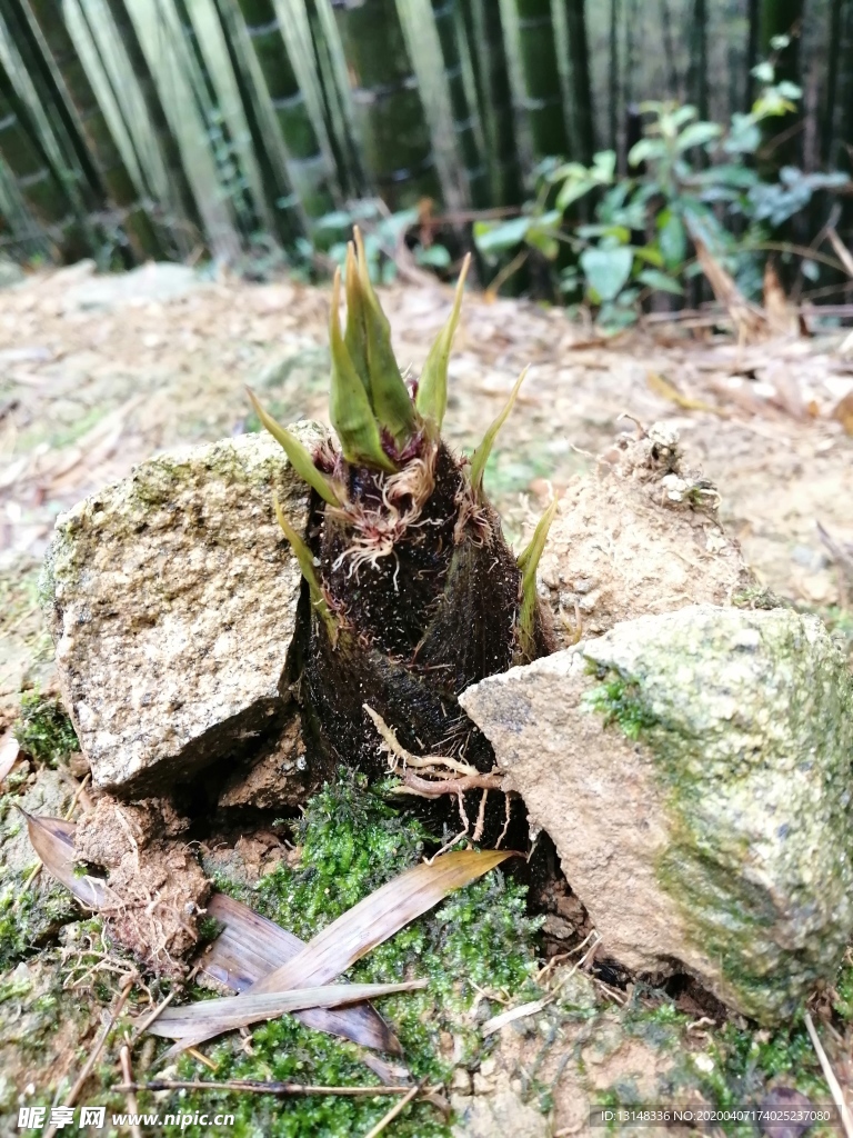 笋