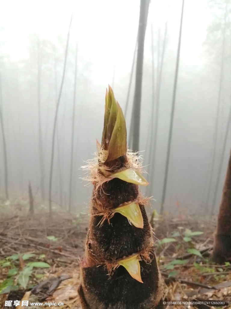 笋