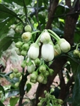 柚子花