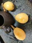 枇杷