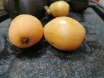 枇杷