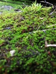 苔藓