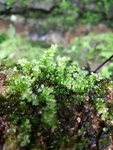 苔藓