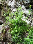 苔藓