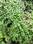 苔藓