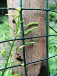 油菜花