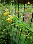油菜花