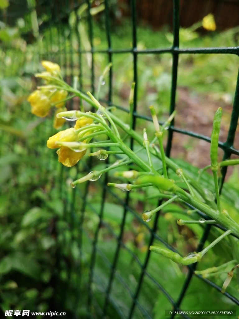 油菜花