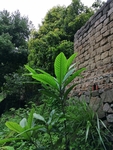 枇杷叶