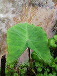 植物