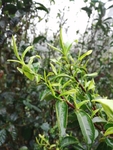 茶叶