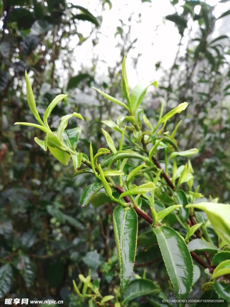 茶叶