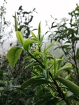 茶叶