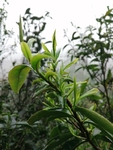 茶叶