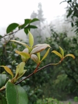 茶叶