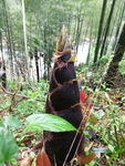 笋