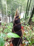 笋