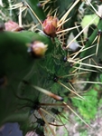 仙人掌
