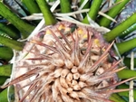 铁树