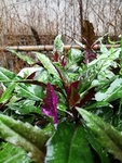 红背菜