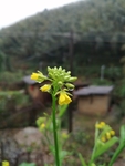 油菜花